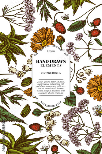 Card design with colored aloe, calendula, lily of the valley, nettle, strawberry, valerian