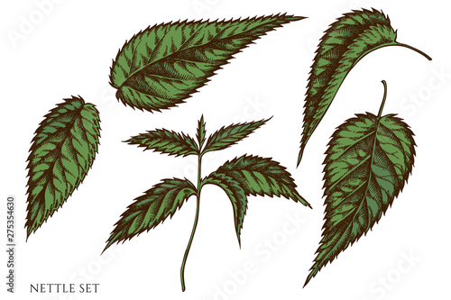 Vector set of hand drawn colored nettle