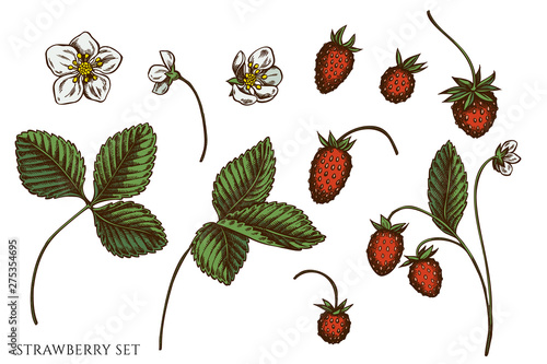 Vector set of hand drawn colored strawberry