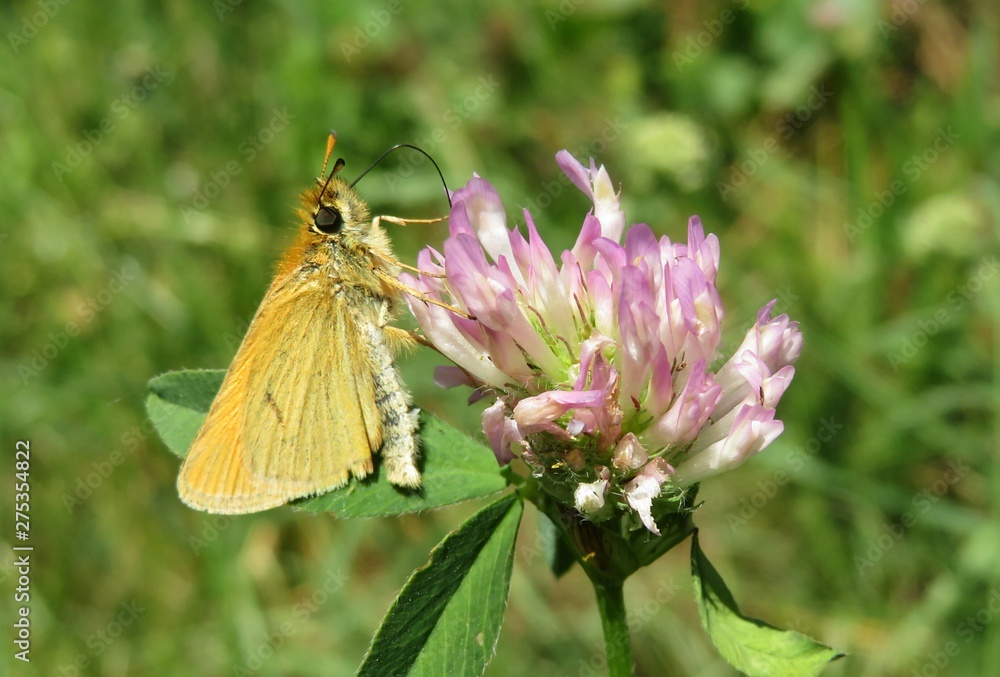 Beautiful orange skipper butterfly on clover flower in the meadow, closeup Beautiful orange skipper butterfly on clover flower in the meadow, closeup