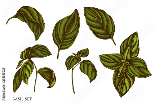 Vector set of hand drawn colored basil