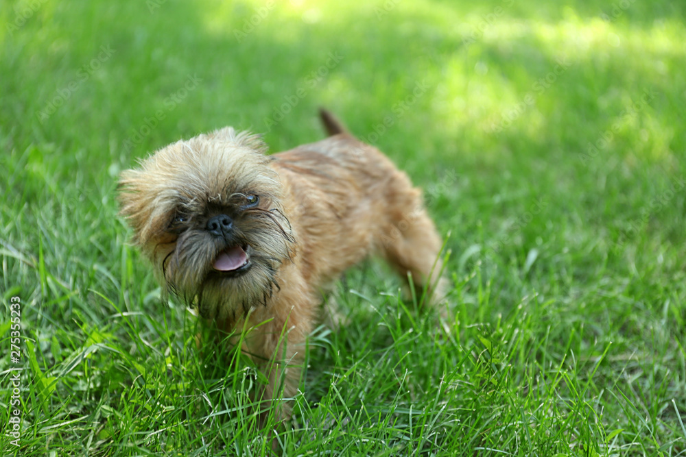 Cute fluffy dog on green grass in park. Space for text Cute fluffy dog on green grass in park. Space for text
