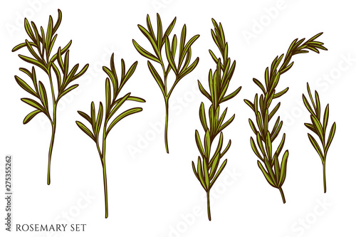 Vector set of hand drawn colored rosemary