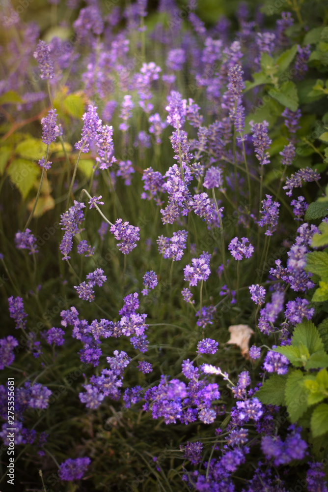 Beautiful Purple Lavender in the Field Beautiful Purple Lavender in the Field