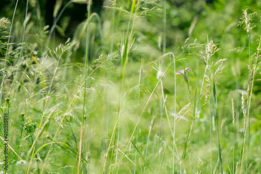 Green rye in on sunny day