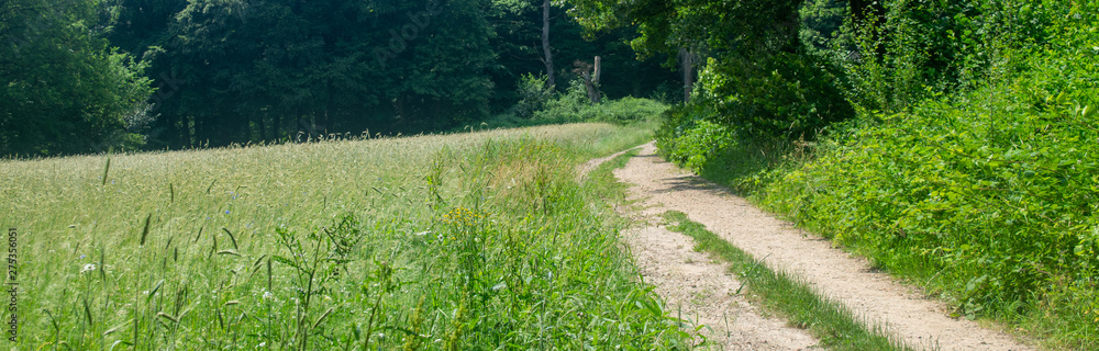 Fototapeta premium Small dirt road next to a rye