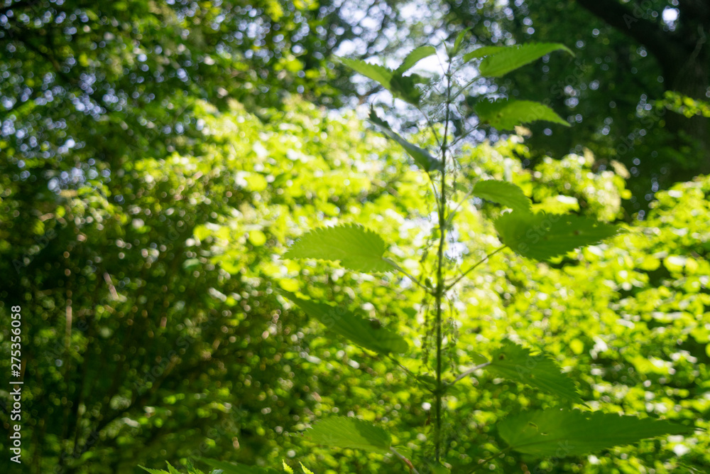 Fototapeta premium Nettle in the bright sunlight