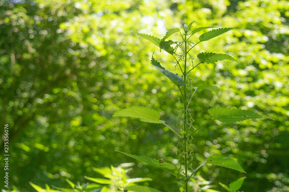 Nettle in the bright sunlight Nettle in the bright sunlight