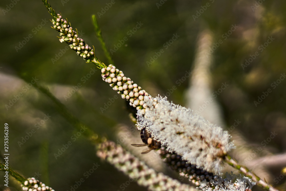 Green branch with white and round fruit, and bee