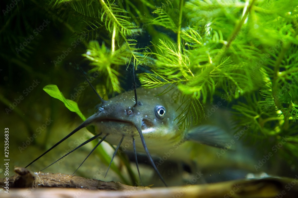 head, mouth and barbels of a juvenile dangerous invasive freshwater