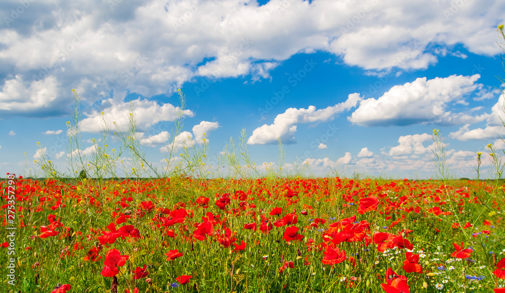 Poppy (Papaver somniferum) flower field in summer time with clouded sky.