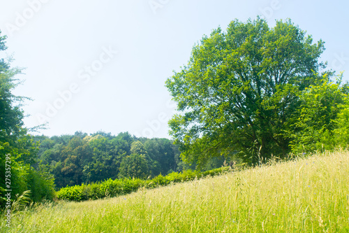 Dutch Landscape in summer with trees