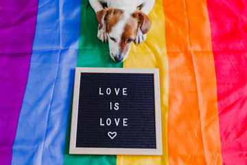 Cute dog jack russell sitting on rainbow LGBT flag in bedroom. Letter board besides with message LOVE IS LOVE.Pride month celebrate and World peace concept
