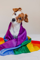 Cute dog jack russell wrapped in rainbow LGBT flag on white bed in bedroom. Pride month celebrate and World peace concept. Love is love