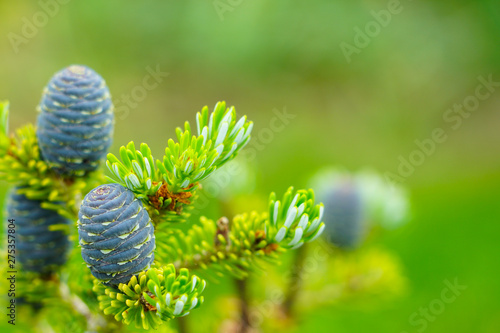 Closeup view of the Korean fir cones on the green branches