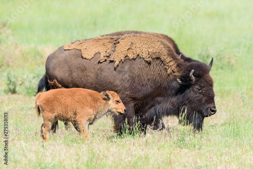 American Bison on the High Plains of Colorado. Cow and Calf in a Field of Grass