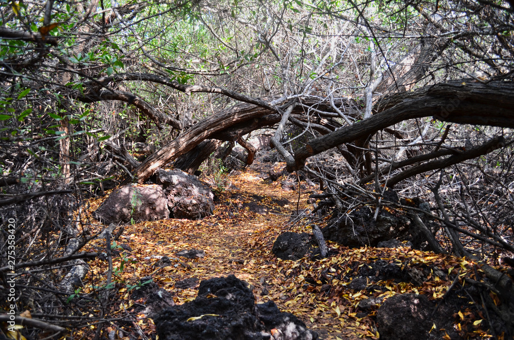Hiking Trail Under Thicket on Galapagos Islands Ecuador Hiking Trail Under Thicket on Galapagos Islands Ecuador