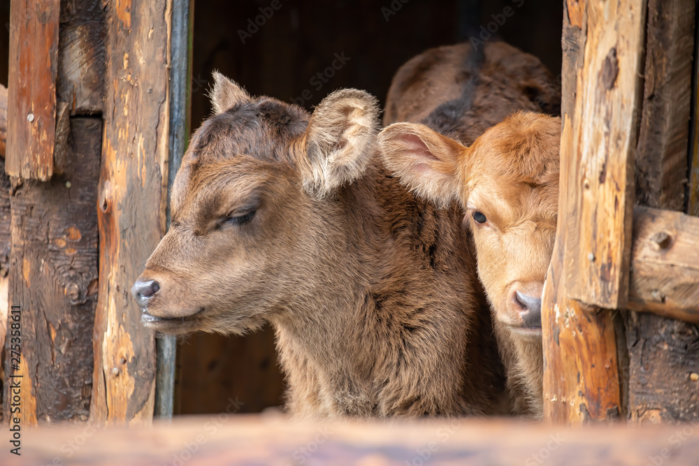 Fototapeta premium Two calves