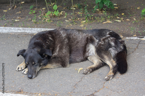 Sad dog lying on the pavement. Pets