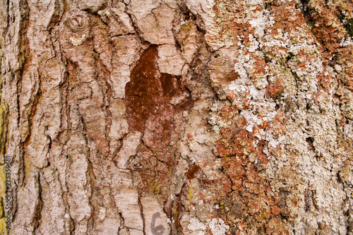 Tree trunk texture for background