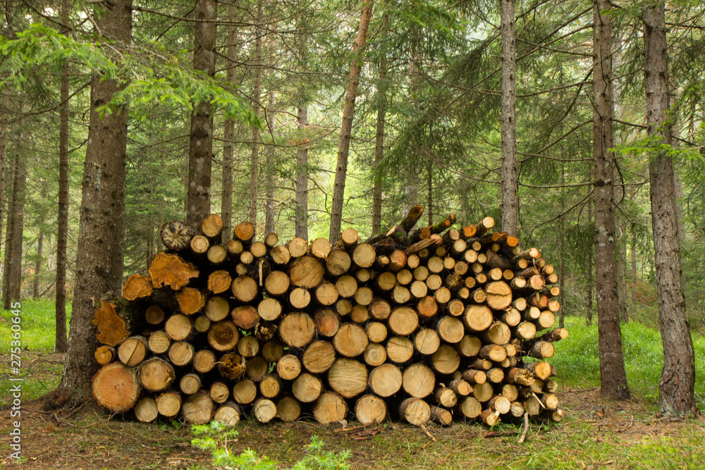 Pile of wood freshly cut in a Forest, Italy