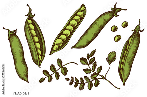 Vector set of hand drawn colored peas
