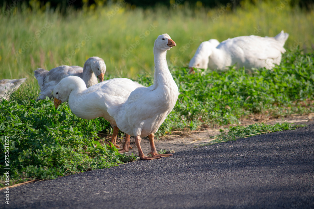 White goose grazing on green grass background White goose grazing on green grass background