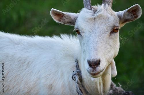 Close-up portrait of white adult goat grassing on green summer meadow field at village countryside