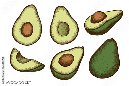 Vector set of hand drawn colored avocado