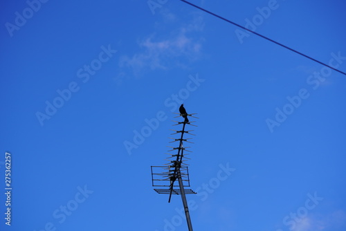 real wild bird fitness exercise and songs from the top of antenna