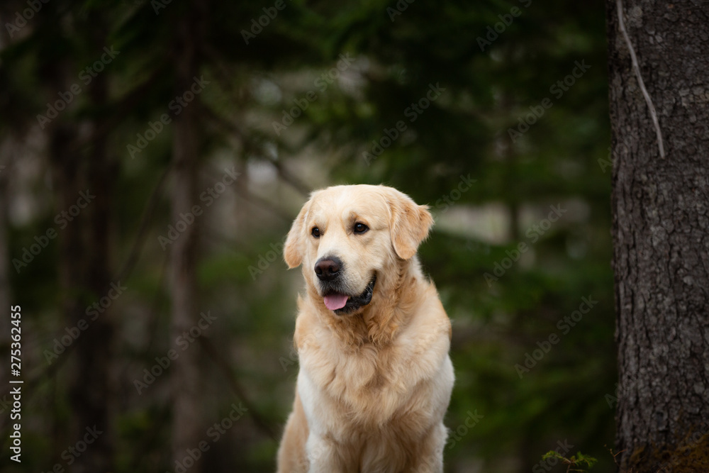 Beautiful and happy dog breed golden retriever sitting outdoors in the green forest at sunset in spring