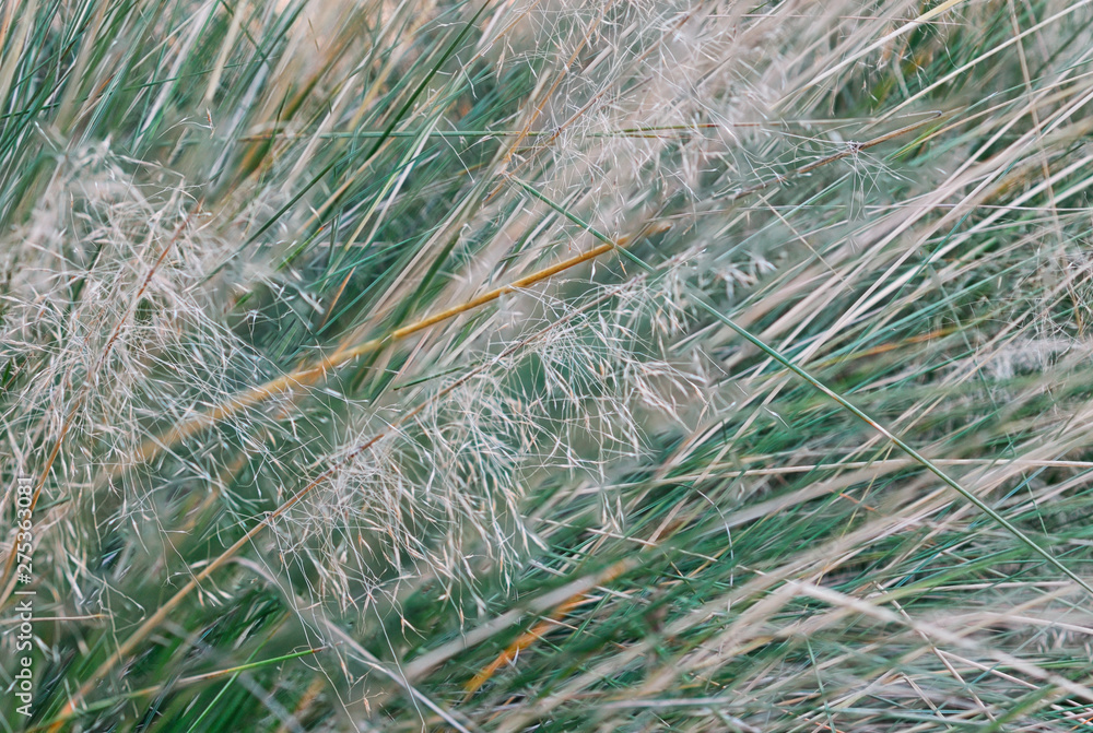 Grass-like shrub Grass-like shrub