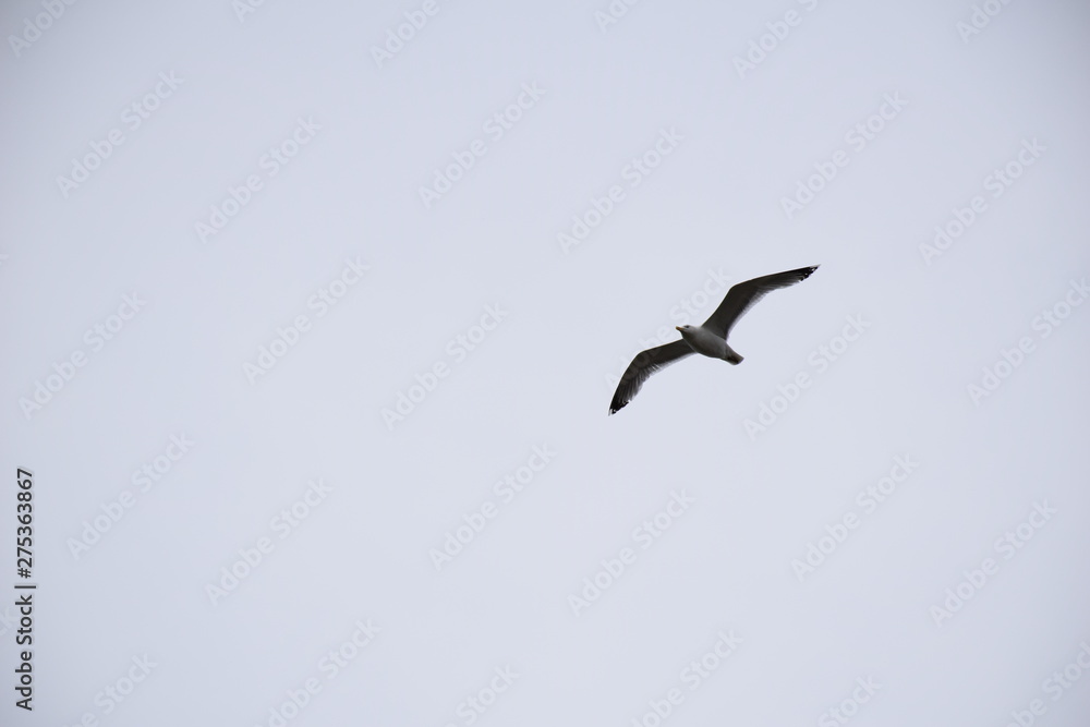 Low shot of gull flying, wings spread, white shrouded skies, Northern Europe, summertime