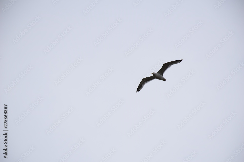 Obraz premium Low shot of gull flying, wings spread, white shrouded skies, Northern Europe, summertime