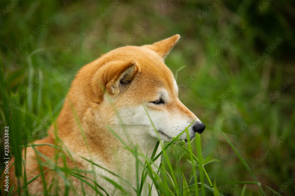 Portrait of wise, cute and beautiful dog breed siberian husky sitting in the green forest. Portrait of wise, cute and beautiful dog breed siberian husky sitting in the green forest.