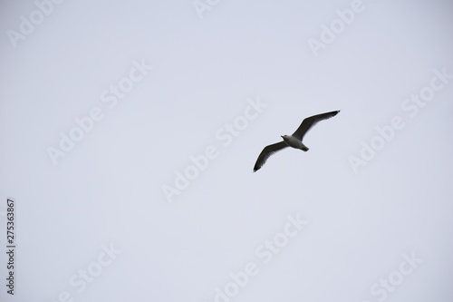 Low shot of gull flying  wings spread  white shrouded skies  Northern Europe  summertime