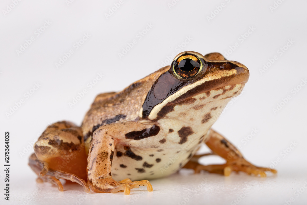 Fototapeta premium Small frog on a white table in a photo studio. A small amphibian from Central Europe.