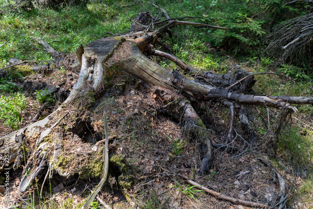 Old conifers of coniferous trees in the forest. Old rotten wood in the forest. Old conifers of coniferous trees in the forest. Old rotten wood in the forest.