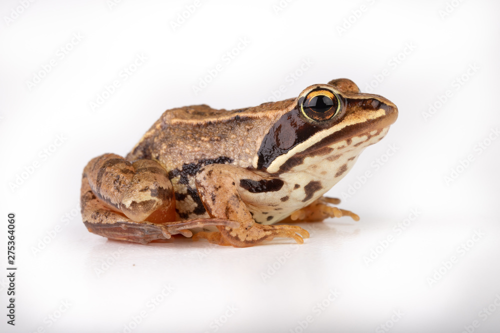 Small frog on a white table in a photo studio. A small amphibian from Central Europe. Small frog on a white table in a photo studio. A small amphibian from Central Europe.