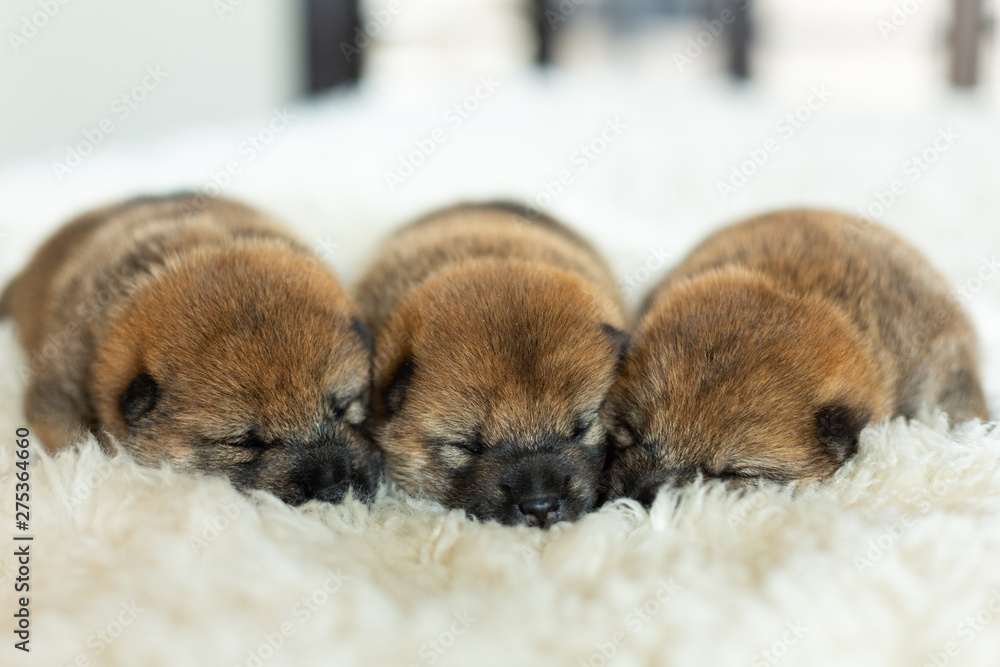 Baby Puppies Sleeping Together