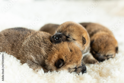 three sweet newborn red Shiba Inu puppies sleeping together on the blanket.