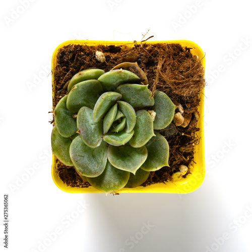 top view succulent plant of sedum adolphii on a white background photo