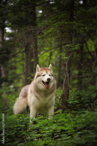 Portrait of lovely and beautiful dog breed siberian husky standing in the bright green forest.