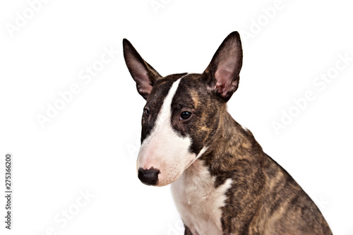 Dog breed mini bull terrier portrait on a white background