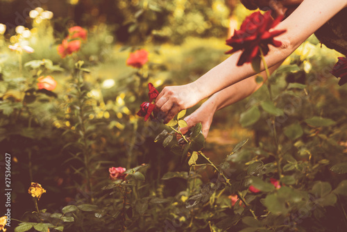 greenhouse worker cuts flowers plants with scissors