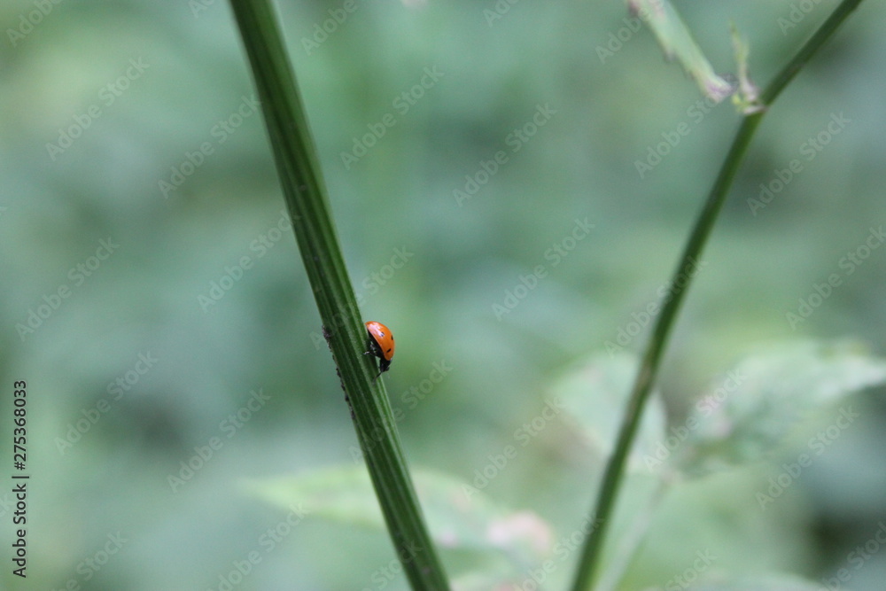 ladybug on a leaf