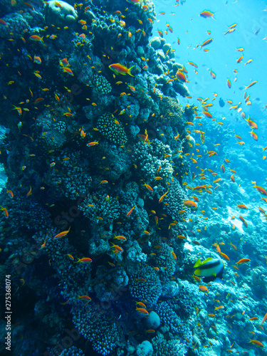 Fototapeta Naklejka Na Ścianę i Meble -  Underwater marine life in Red Sea with colored fish, Egypt, Dahab