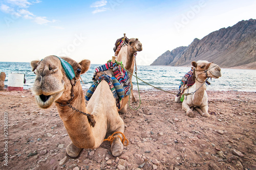 Foto Camels resting on the shore of Red Sea in Dahab, Egypt