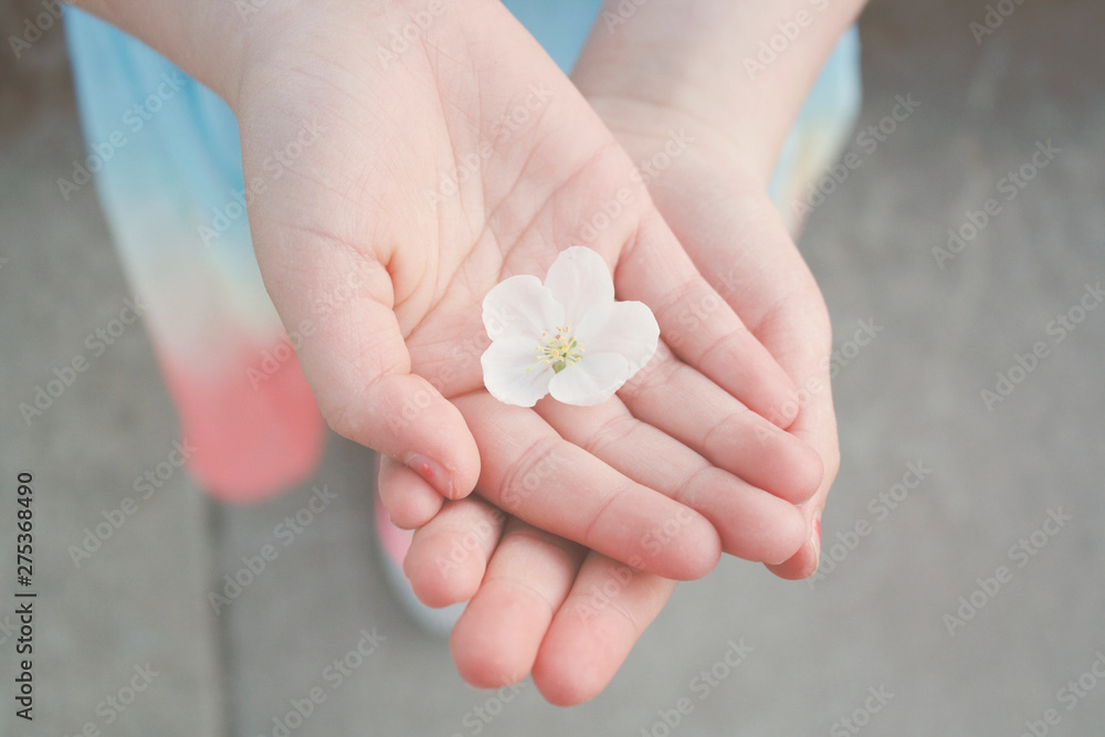 Little hands holding blossom during Spring. Little hands holding blossom during Spring.