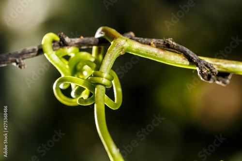 The green link. Close-up of vine tendril hooked on the branch of a plum tree.